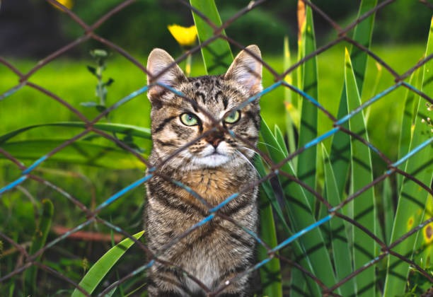 Choosing the Right Fence for Your Home Styles, Materials & Key Considerations